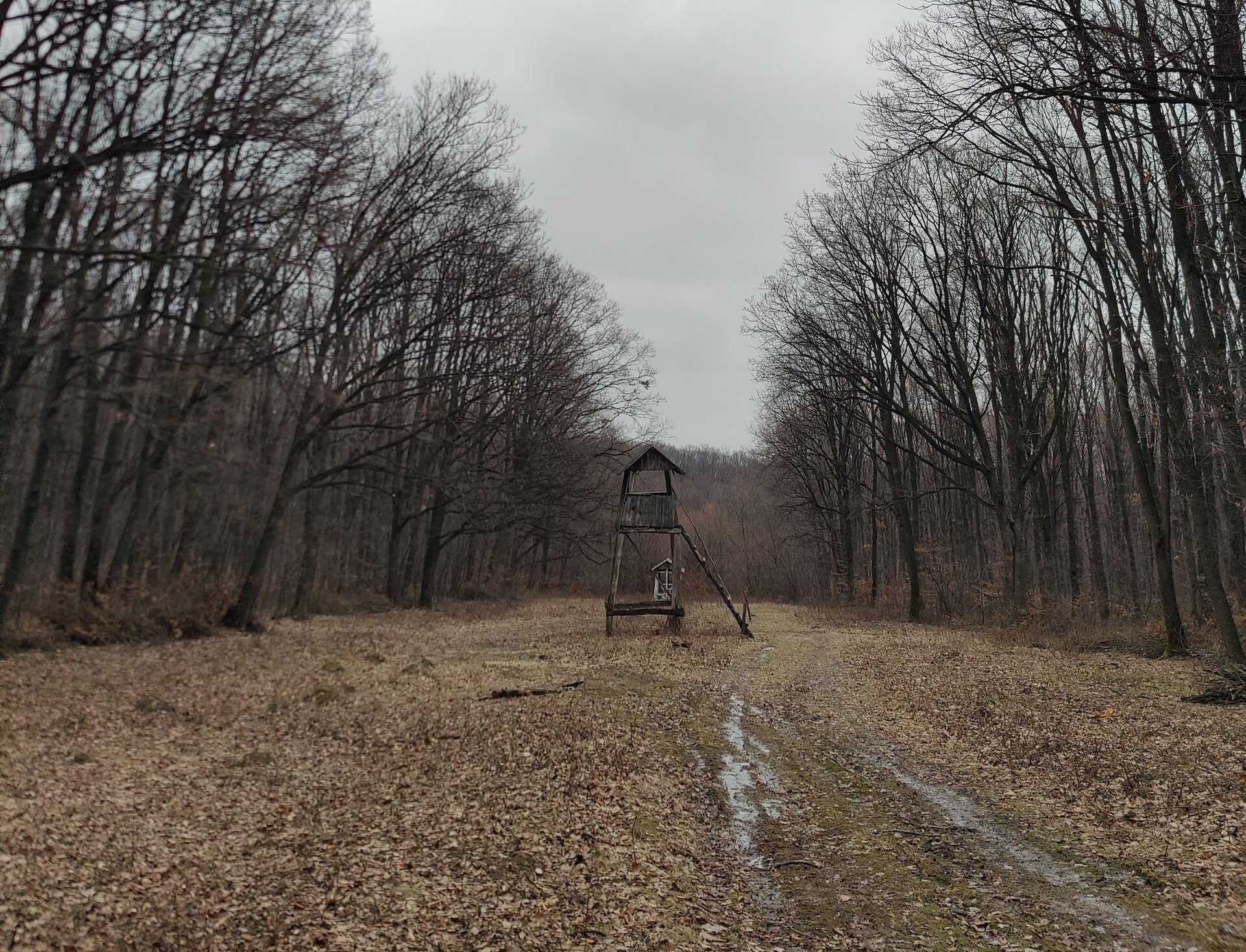Peaceful forest scene with a wooden hunting stand surrounded by bare trees under a cloudy sky.